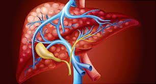 12 Possible Effects of Untreated Hepatitis C