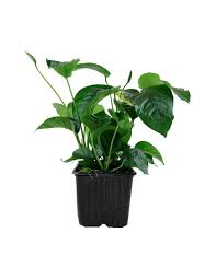 Image result for Astropanax barteri