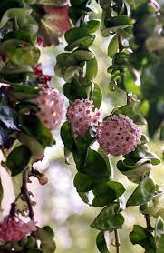Hoya Compacta Hindu Rope Common Name Waxflower Waxplant Waxvine Well Drained Soil Full Sun To Partial Shade Flowering Succulents Hindu Rope Plant Plants