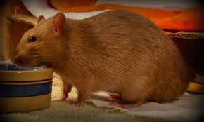 Favorite this post feb 17 2 female rats. Choosing Pet Rats About Pet Rats