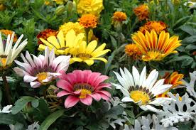 Even in climates where gazanias grow as annuals, the blooms will last for a decent amount of the season. Tips For Growing Gazanias Information About Gazania Plant Care
