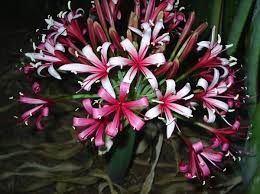 Image result for Ammocharis tinneana