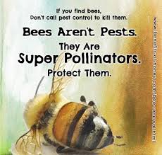 At master pest control, we know how to solve the problem and usually by saving the bees at the same time. Bee Removal In Singapore