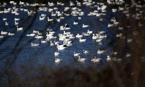 Middle creek wildlife management area. Us Wildlife Habitat Sees Earlier Snow Goose Migration Amid Weather Changes Global Times