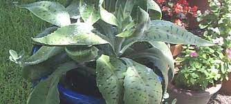 Basic bunny ears cactus care. Kalanchoe Species Donkey Ears Life Plant Palm Beachbells Velvet Ear Kalanchoe Kalanchoe Gastonis Bonnieri
