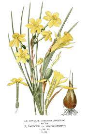 Narcissus Pseudonarcissus Ladies T Shirt Botanical By Botanypress Botanical Prints Daffodil Flower Botanical Drawings