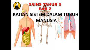 Penerangan menggunakan buku teks sains ting 1#sainsting1 #sains #sel. Sains Tahun 5 Bab 2 Kaitan Sistem Dalam Tubuh Badan Manusia Youtube