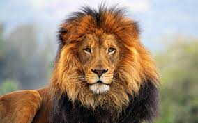 403 Forbidden Lion Pictures Lion Hd Wallpaper Animals