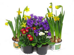 Ab wann kann man blumenkästen bepflanzen? Pflanzen Set Fur 40 Cm Balkonkasten Fruhling