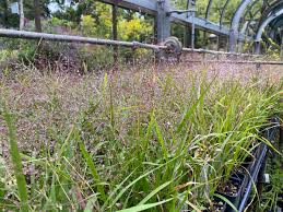 Image result for Eragrostis exasperata