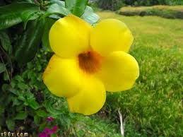 ورده صفراء Plants Flowers Rose