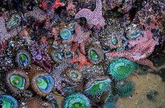 20 Best Tidepools Images Tide Pools San Diego Corona Del Mar