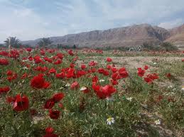 ONE FOR ISRAEL Ministry on Twitter: "Isaiah 35:1-2 "The wilderness and dry  land will be glad. The desert will rejoice and blossom like a lily. It will  blossom profusely..." One of our