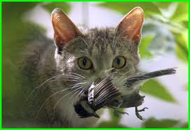 Penyebab, cara mengatasi, apakah menular? Berapa Lama Kucing Bertahan Tanpa Makanan Dunia Fauna Hewan Binatang Tumbuhan Dunia Fauna Hewan Binatang Tumbuhan