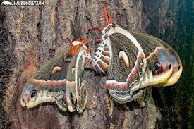 Image result for Cecropia
