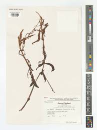 Image result for Persicaria barbata