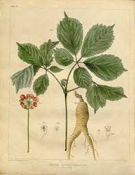 Epingle Sur Les Petites Herbes Magiques