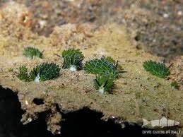 The leaf sheep sea slug, the only animal that can photosynthesize. Adorable Sea Slugs Love Eating Algae So Much They Are Basically Solar Powered Like Plants