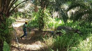 Why do we get so uncomfortable when we see a lot of foreign workers in malaysia? Iom Earthworm Foundation To Study Journeys Of Migrant Workers In Malaysia S Palm Oil Industry International Organization For Migration