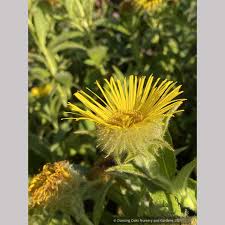 Image result for Inula