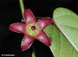 Image result for Marsdenia