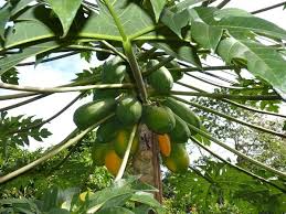 Papaya tree growing instruction & requirement papaya tree info: Papaya Farming Techniques Cultivation Tips A Full Guide Agri Farming