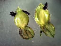 Image result for Paspalum urvillei