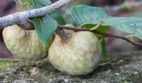 Image result for Annona reticulata