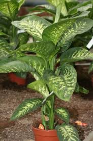 Dieffenbachia Tropic Plante Verte Plante Verte Interieur Plante