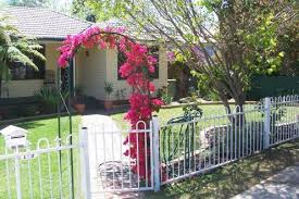 Pohon bougenville bunga kertas jual pohon bonsai bougenville ada juga bougenville biasa. Puteri Manja Landskap Pokok Bunga Kertas Bougainvillea Tanaman Hijau Bunga