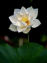 Check spelling or type a new query. Free White Lotus 2 Stock Photo Freeimages Com