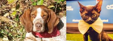 Pet adoption in wilmington on yp.com. Rescueconnect