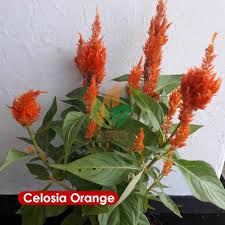 Nama lain dalam bahasa inggris antara lain; Jual Biji Bunga Celosia Orange Agro Bibit Id