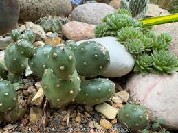 Image result for Orestias foliosa