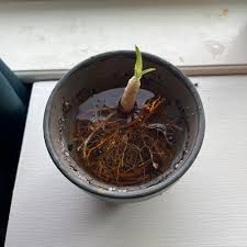 Image result for Seddera suffruticosa