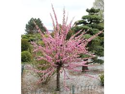 Image result for mandloň trojlaločná