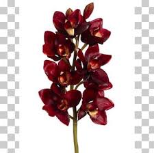 Are you looking for burgundy flowers png design images templates psd or png vectors files? Burgundy Flowers Png Images Burgundy Flowers Clipart Free Download