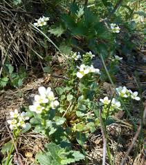 Image result for Pentadiplandraceae