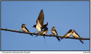 Résultat de recherche d'images pour "golondrinas en vuelo"