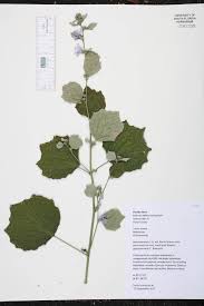 Image result for Urena lobata