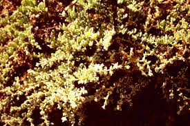 Image result for Fagonia isotricha