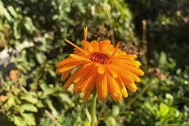 Ringelblume Pflanzen Pflegen Aussaat Pflanzen Ringelblume Blumenwiese Anlegen