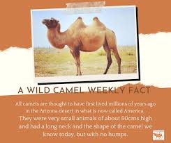 Please feel free to share the below message and because i know how deeply you care and your past we are currently working on an export project sending australian camels to america. Wild Camels Photos Facebook