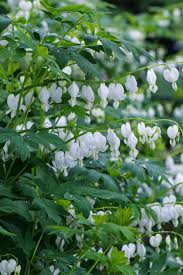 Image result for Dicentra spectabilis alba