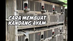Selanjutnya jenis kandang yang perlu dibuat oleh peternak ayam bangkok aduan adalah kandang untuk menjemur ayam.; Cara Membuat Kandang Ayam Memakai Kayu Bekas Youtube