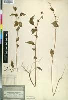 Image result for Triumfetta trichocarpa