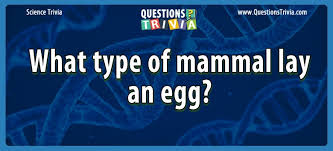 Jul 22, 2021 · a comprehensive database of more than 10 mammal quizzes online, test your knowledge with mammal quiz questions. Question What Type Of Mammal Lay An Egg