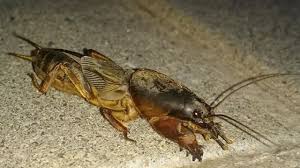 Pin Auf Garten Wissenswertes Um Die Oase Daheim