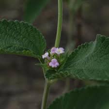 Image result for Lantana angolensis
