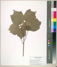 Image result for Triumfetta cordifolia